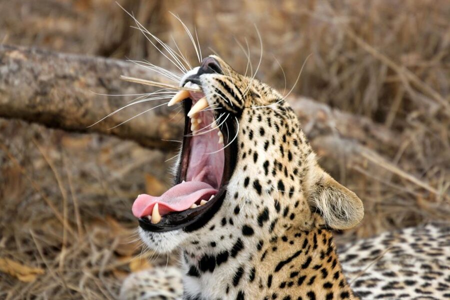 From Ella: Drop to Tangalle/Hiriketiya/Mirissa & Yala Safari - Cost and value: the entrance fee is the only big surprise