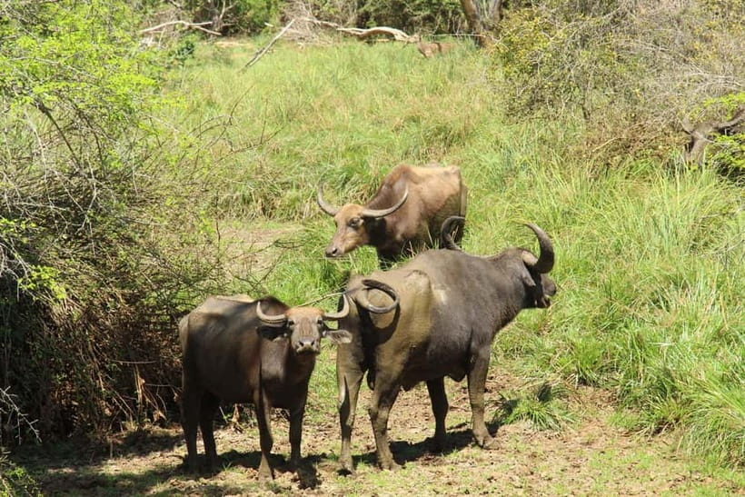 From Ella : Udawalawa Safari & Drop Tangalle/ Mirissa/ Galle - What makes the safari guide matter