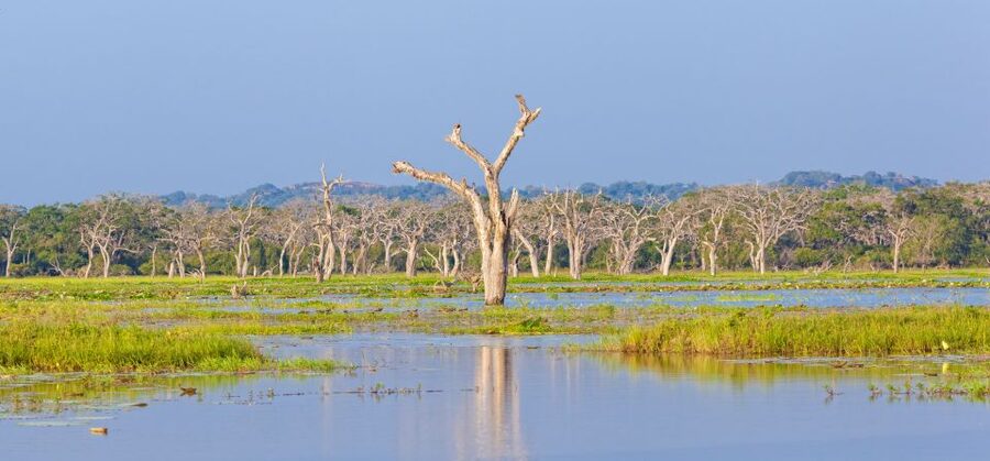 From Ella: Yala National Park Safari Tour in a 4x4 - Should you book the Ella to Yala 4x4 Safari with Shehan Safari Jeep Tours?