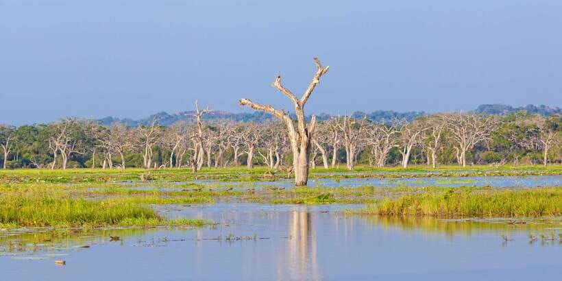 From Ella: Yala National Park Safari Tour in a 4x4 - What you actually do during the 3 hours of Yala wildlife safari