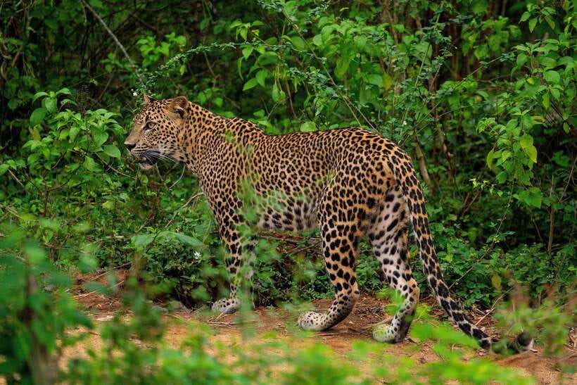 From Ella: Yala Safari with Tangalle/Mirissa/Galle Drop-off - Ella to Yala: why this route saves your day