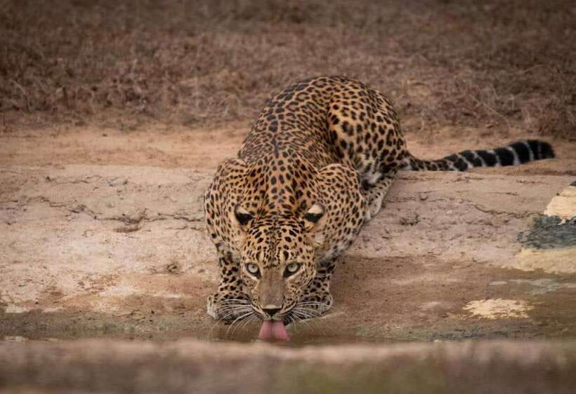 From Ella: Yala Safari with Tangalle/Mirissa/Galle Drop-off - The 4x4 Yala safari: what that jeep time is really for