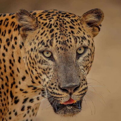From Ella: Yala Safari with Tangalle/Mirissa/Galle Drop-off - Getting to Yala: pickups, timing, and why sunrise often wins