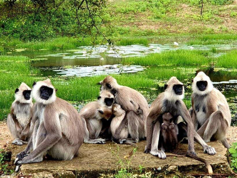 From Ella: Yala Safari with Tangalle/Mirissa/Galle Drop-off - The in-park rhythm: entrance crowd vs. open space