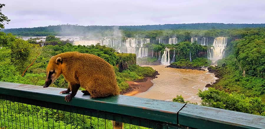 From Foz do Iguazu: Brazil Iguazu Falls & Macuco Safari Boat - Macuco Safari: the Zodiac boat ride where you get properly splashed
