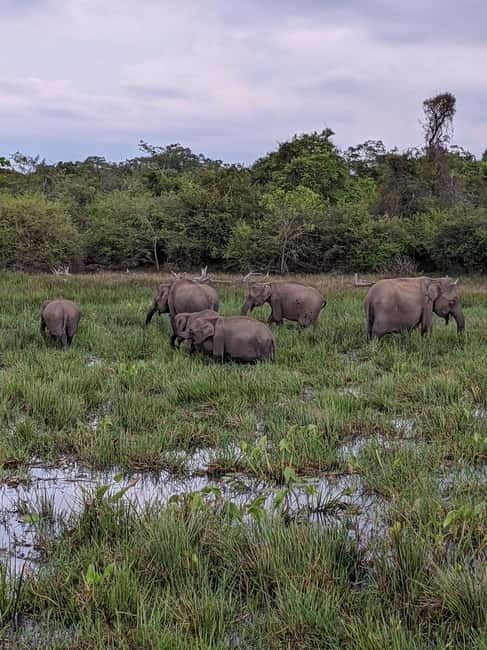 From Galle/ Mirissa/ Tangalle : Udawalawa Safari & Drop Ella - Key Things to Know Before You Go