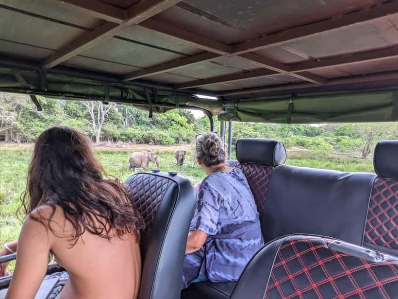 From Galle/ Mirissa/ Tangalle : Udawalawa Safari & Drop Ella - Wildlife Viewing Reality Check: Crowds and Jeep Distance