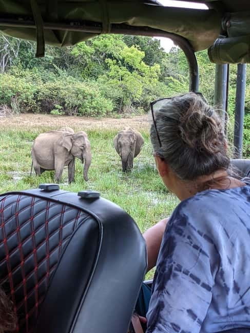 From Galle/ Mirissa/ Tangalle : Udawalawa Safari & Drop Ella - Elephant Transit Home Feedings: What You’ll See and When