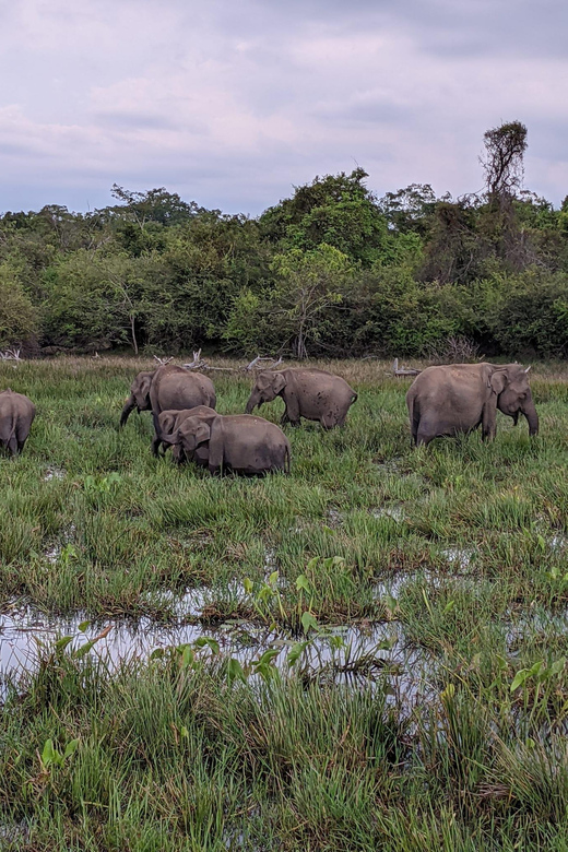 From Galle/ Mirissa/ Tangalle : Udawalawa Safari & Drop Ella - The Scenic Drive to Ella: Getting There Without the Hassle