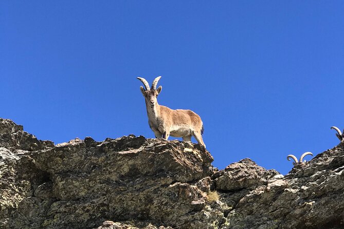 From Granada: Sierra Nevada Safari tour up to 2500 meters high - Guides make or break the day: what to expect from Daud, Jaime, and Carlos