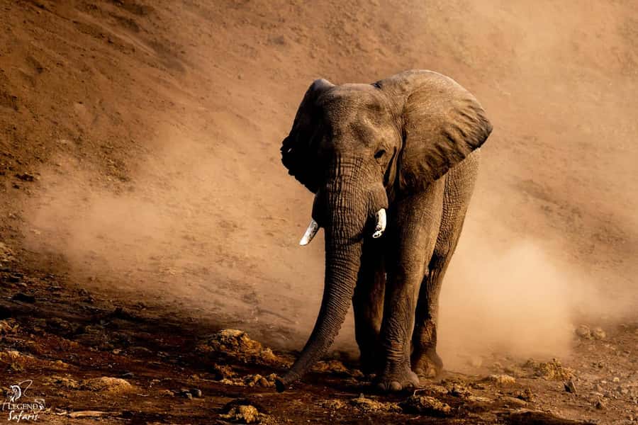 From Hazyview: Kruger National Park Full-Day Safari - Key Points I Think Matter Most