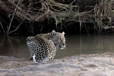 From Hazyview: Kruger National Park Full-Day Safari - Open-Vehicle Safari: The Views, the Vibes, and the Photo Advantage