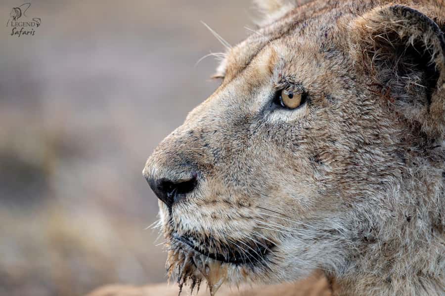 From Hazyview: Kruger National Park Morning Half-Day Safari - Sunrise Pickup to Phabeni Gate: Why the Morning Start Matters