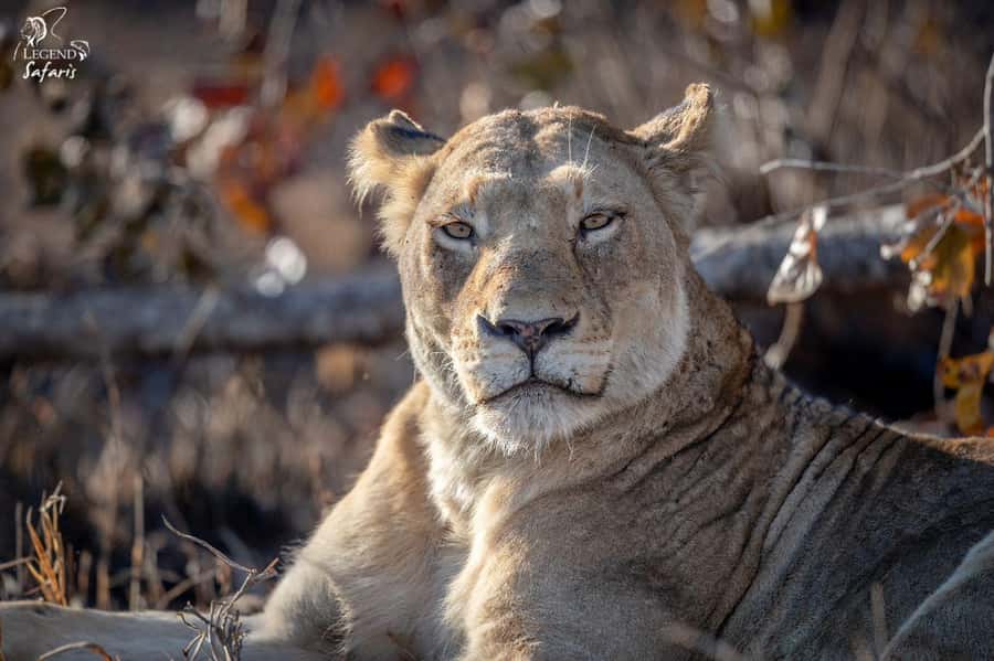 From Hazyview: Kruger National Park Morning Half-Day Safari - Big Five Hunting (and the Smarter Way to Think About It)