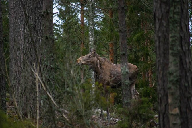 From Helsinki: Moose Safari with Campfire Dinner - Small-group comfort: you’ll actually see things