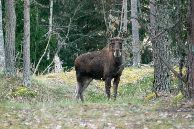 From Helsinki: Moose Safari with Campfire Dinner - The value question: is $156.89 worth it?