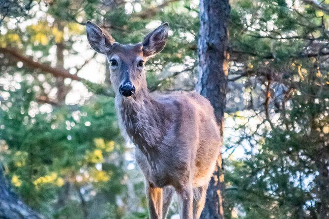 From Helsinki: Moose Safari with Campfire Dinner - What to pack for a moose-and-campfire evening