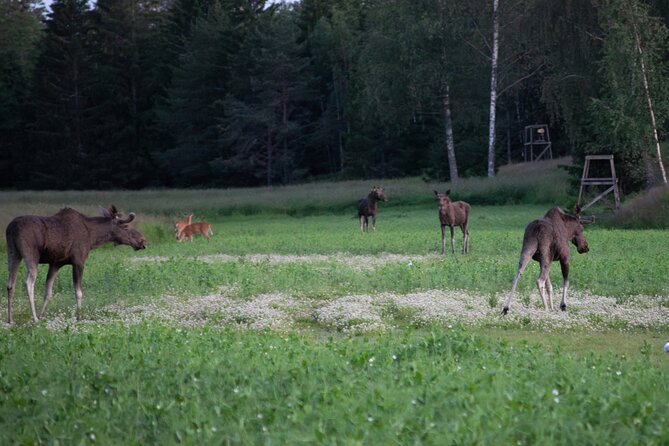 From Helsinki: Moose Safari with Campfire Dinner - Timing and weather: why you should plan around conditions