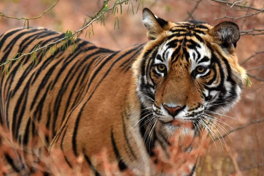 From Jaipur: One Day Trip to Ranthambore Tiger Safari - Quick takes before you go