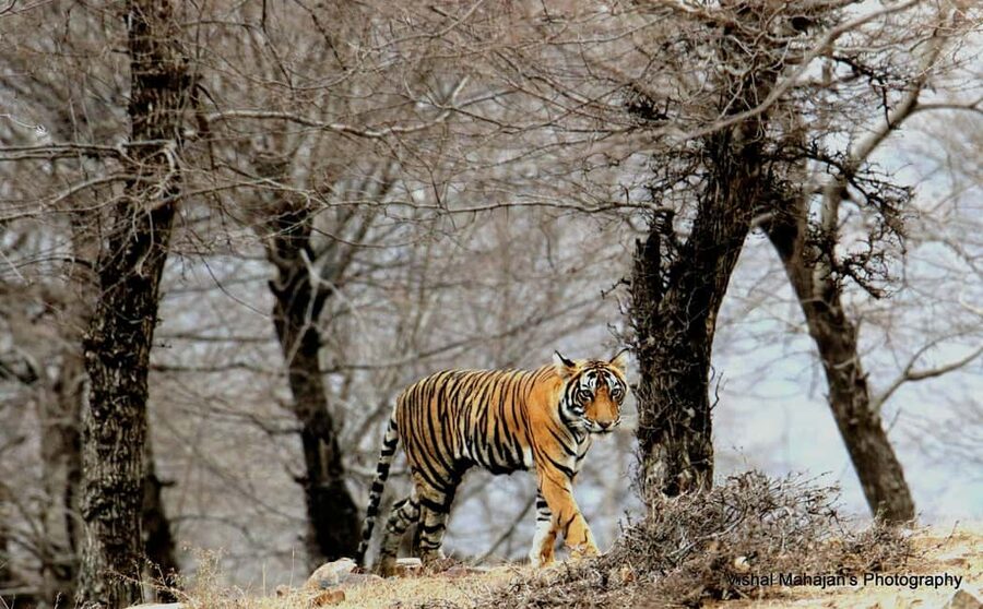 From Jaipur: One Day Trip to Ranthambore Tiger Safari - The long, comfortable Jaipur-to-Sawai Madhopur ride