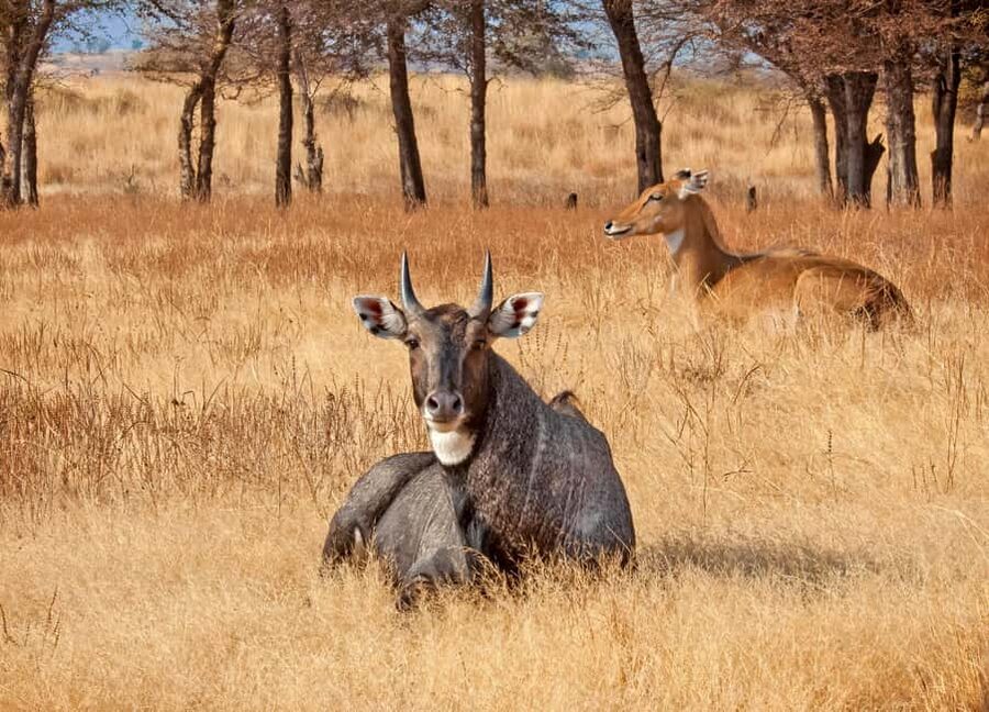 From Jaipur: One Day Trip to Ranthambore Tiger Safari - The moment of truth: jeep vs canter and how it affects spotting