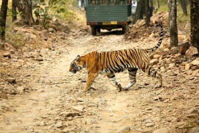 From Jaipur: One Day Trip to Ranthambore Tiger Safari - Entering Ranthambore at safari time: what the park does (and doesn’t) control