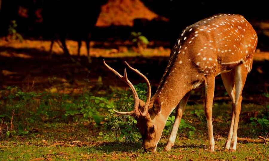 From Jaipur: One Day Trip to Ranthambore Tiger Safari - Government guides and the language reality on your vehicle