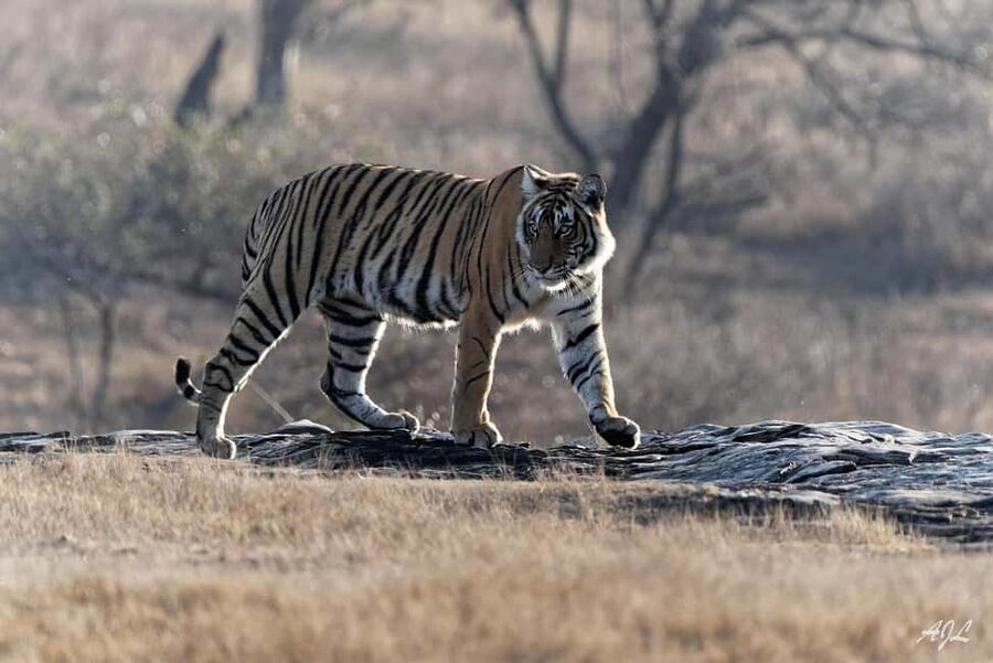 From Jaipur: One Day Trip to Ranthambore Tiger Safari - What you’ll do before and during the safari day