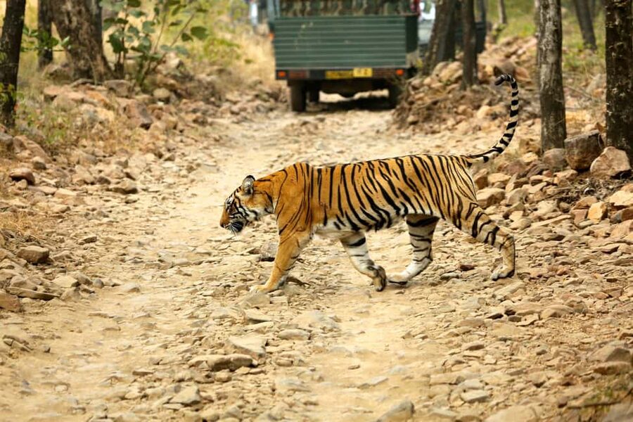 From Jaipur: One Day Trip to Ranthambore Tiger Safari - Entering Ranthambore at safari time: what the park does (and doesn’t) control
