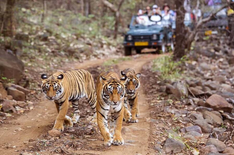 From Jaipur: Praivte Ranthambore Tour By Jeep Canter Safari - Jaipur to Sawai Madhopur: the AC ride that keeps your energy for safari