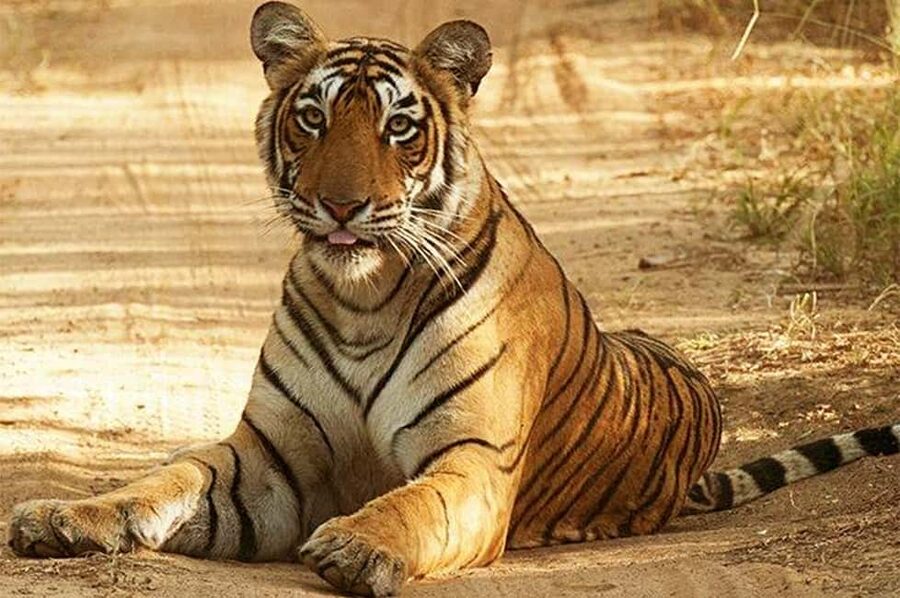 From Jaipur: Praivte Ranthambore Tour By Jeep Canter Safari - Jeep vs Canter Safari: which one gives you the best odds and comfort