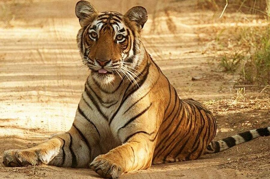 From Jaipur: Praivte Ranthambore Tour By Jeep Canter Safari - Wildlife to watch for: tigers, but also the rest of Ranthambore