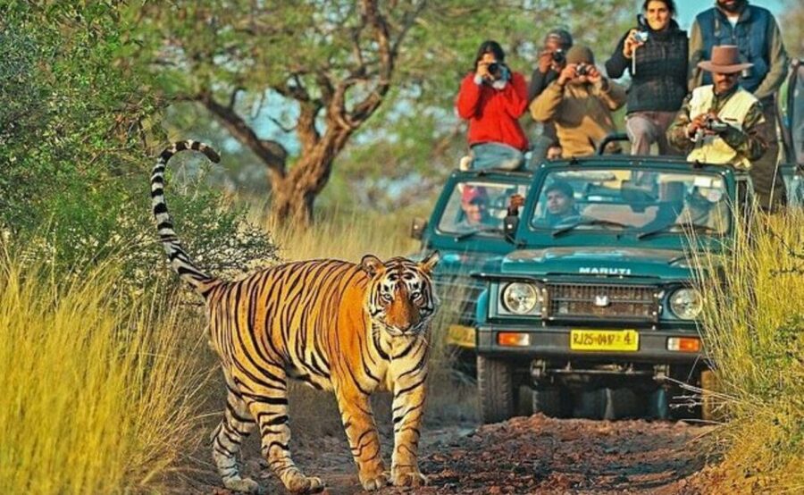 From Jaipur: Praivte Ranthambore Tour By Jeep Canter Safari - Price and value: is $98 per person a fair deal for a one-day safari?