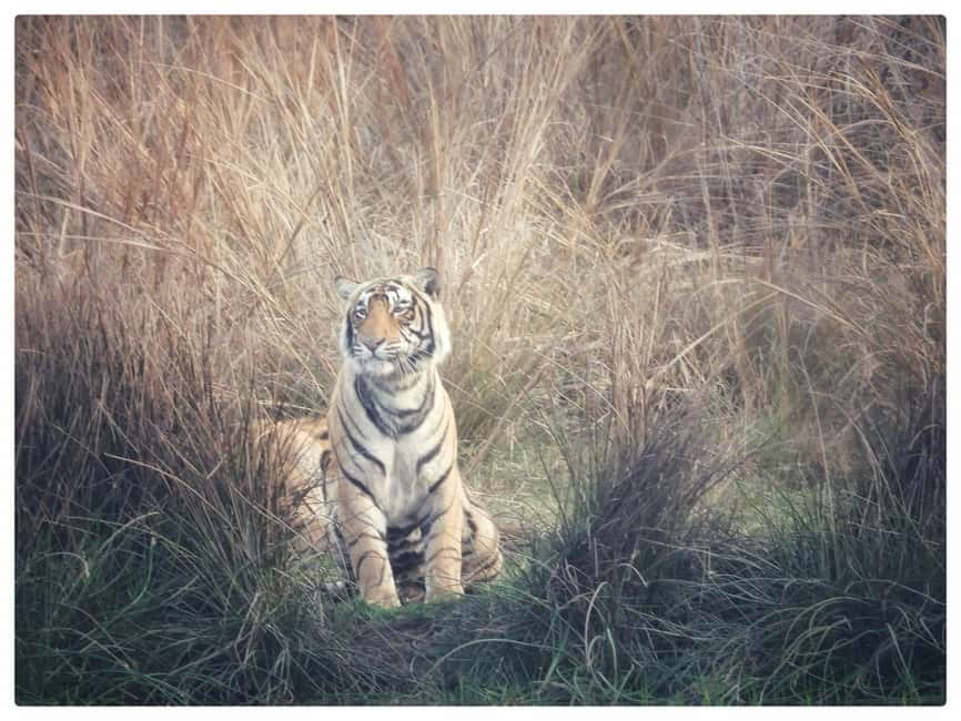 From Jaipur: Ranthambore National Park Day Trip with Safari - Key safari highlights to look for