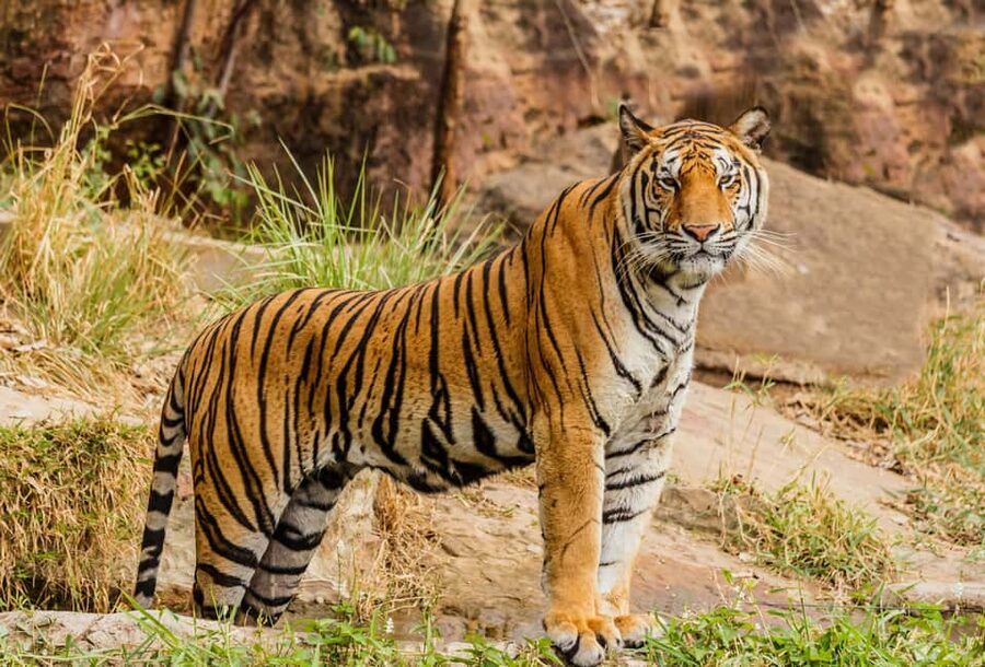 From Jaipur: Ranthambore National Park Day Trip with Safari - Jaipur to Ranthambore: the drive is part of the experience