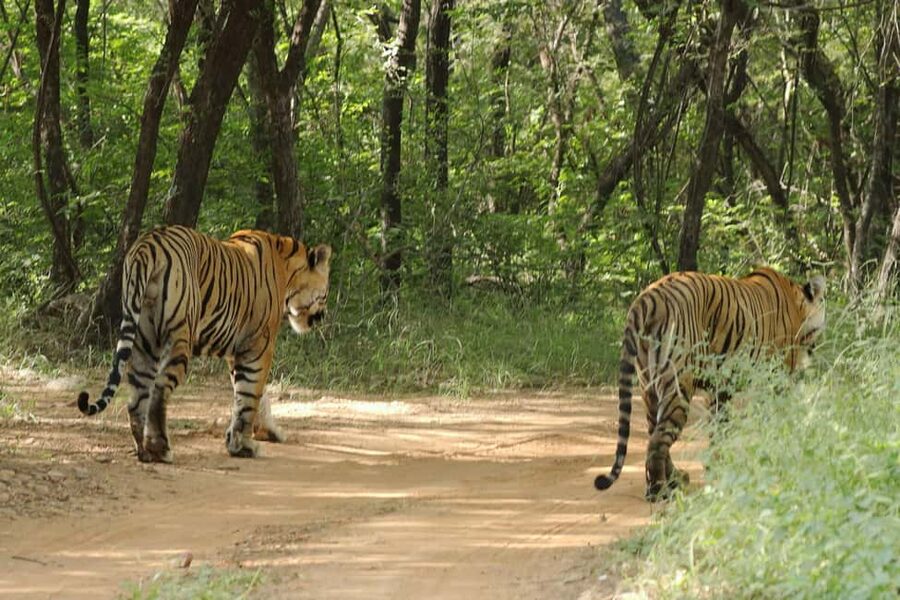 From Jaipur: Ranthambore National Park Day Trip with Safari - Entering Ranthambore: why the park feels different from a normal outing