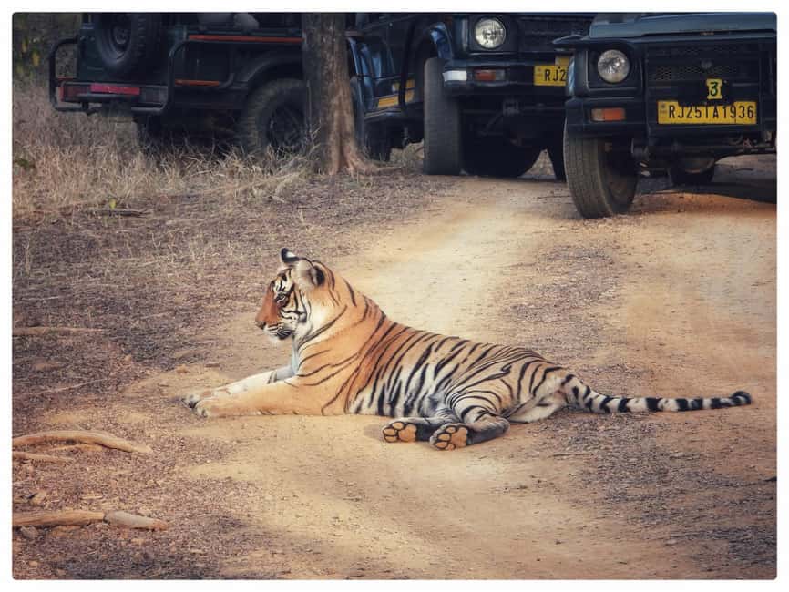 From Jaipur: Ranthambore National Park Day Trip with Safari - Safari zones, terrain, and what your 3.25 hours really means