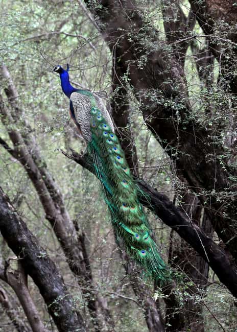 From Jaipur: Ranthambore National Park Day Trip with Safari - Wildlife you can realistically expect to see