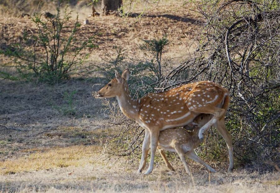 From Jaipur: Ranthambore National Park Day Trip with Safari - Timing: morning vs afternoon and how to plan your energy