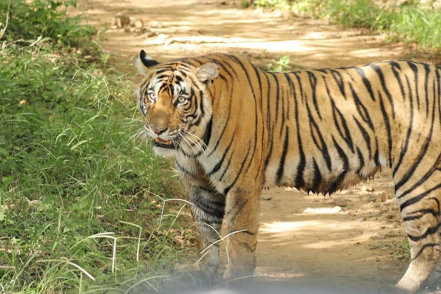 From Jaipur: Ranthambore National Park Day Trip with Safari - The reality check on lunch and side stops