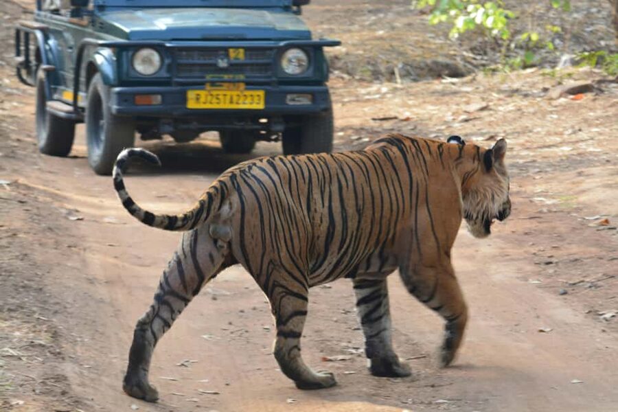 From Jaipur: Ranthambore National Park Day Trip with Safari - Pickup that keeps you from losing time (and nerves)