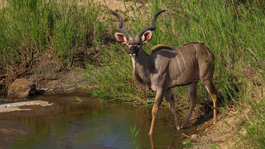 From Johannesburg: 2-Day Safari into Kruger National Park - Key Things That Make This 2-Day Kruger Safari Work