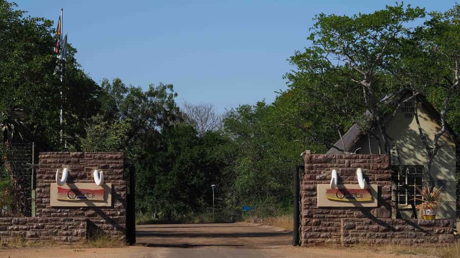 From Johannesburg: 2-Day Safari into Kruger National Park - Day 2: The Early Morning Drive Where Predators Feel Like They’re On Schedule