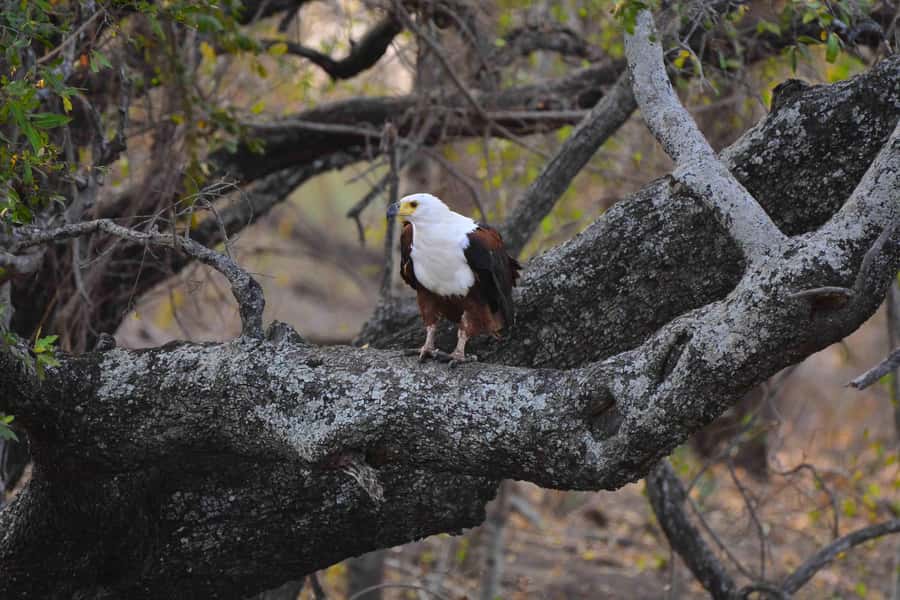 From Johannesburg: 2-Day Safari into Kruger National Park - Price and Value: What $616 Really Buys You
