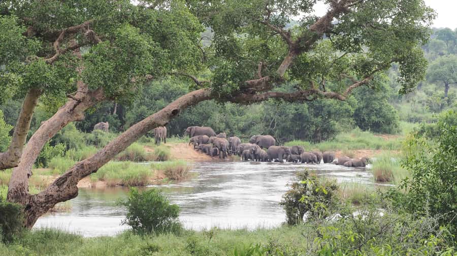From Johannesburg: 2-Day Safari into Kruger National Park - Comfort, Timing, and Group Size: Why Small Groups Matter Here