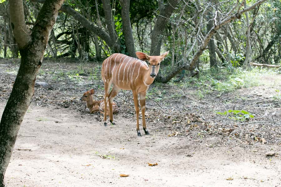 From Johannesburg: 3-Day Budget Tent Kruger Park Safari - Balule sunset drive: when spotting nocturnal life gets fun