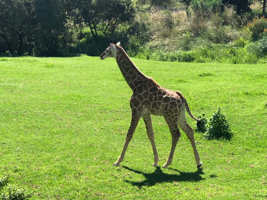 From Johannesburg: Cradle of Humankind and Lion Safari - Should you book this Cradle of Humankind and Lion Safari day tour?