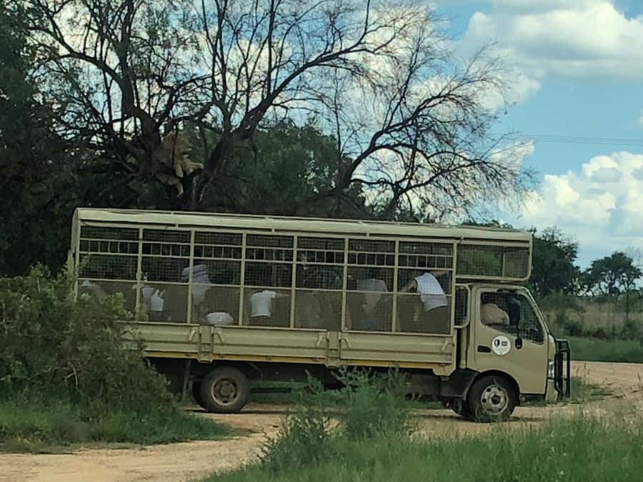 From Johannesburg: Cradle of Humankind and Lion Safari - Who this tour is best for