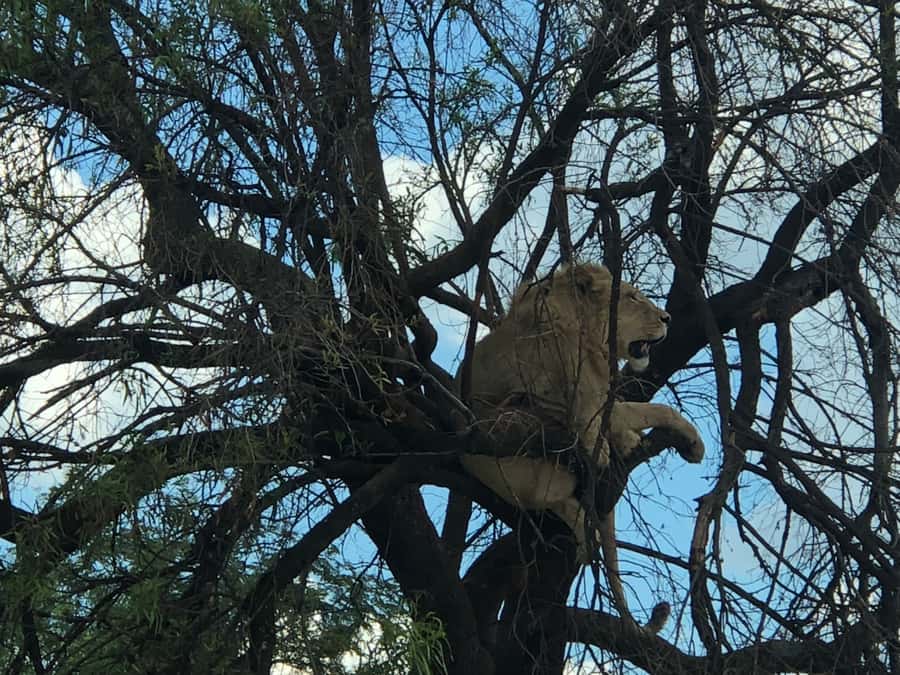 From Johannesburg: Cradle of Humankind and Lion Safari - Practical tips before you go