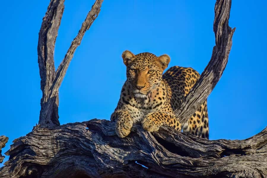 From Johannesburg: Kruger National Park 3-Day Safari - Budget reality: price, included items, and the cost surprises to plan for